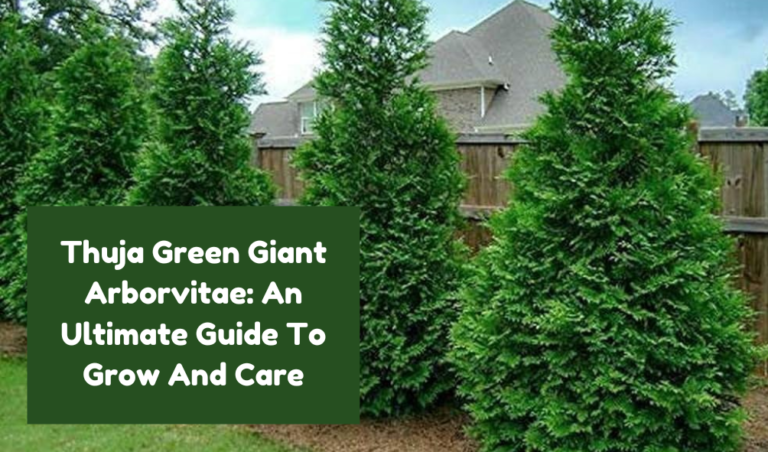 Thuja Green Giant Arborvitae