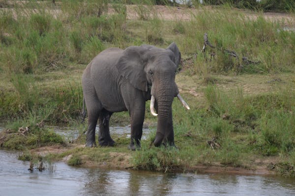 free-photo-of-majestic-african-elephant-in-south-african-wild
